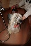 BAIN - SKYE TERRIER 072